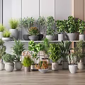 Bonsai Potted Plants Indoor Display With Various Green Plants On Shelf And Floor