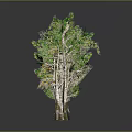 Green and Withered Trees Arranged in Row with Gray Background and Ground Reflections