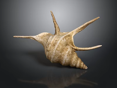 Decorative Conch Shell Ornament With Natural Spiral Design For Home Living 3d model