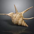 Decorative Conch Shell Ornament With Natural Spiral Design For Home Living