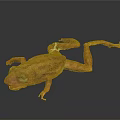 Orange Spotted Frog With White Patch And Long Limbs Against Dark Background