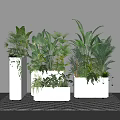 Modern Indoor Bonsai Potted Plants with Various Green Leaves in White Pots