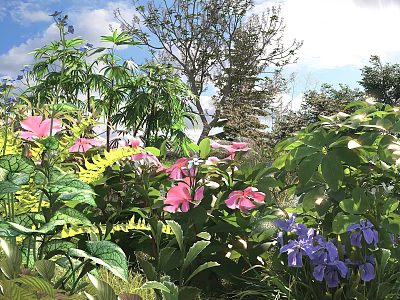 Vibrant Pink Purple Flowers and Green Plants Blooming in Garden with Sunlight and Blue Sky 3d model