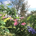 Vibrant Pink Purple Flowers and Green Plants Blooming in Garden with Sunlight and Blue Sky