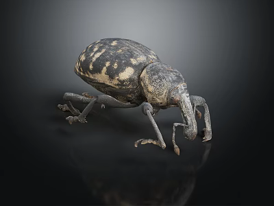 Black and white spotted beetle with long snout on black surface detailed close up view 3d model