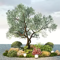 Olive Tree Plant Combination With Bushes Flowers Stones Small Lights And Gravel