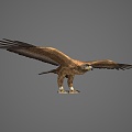 Modern Eagle Animal Eagle 3d model