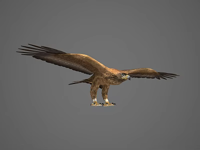 Majestic Eagle Flying Bird With Spread Wings Brown Feathers And Sharp Talons 3d model Majestic Eagle Flying Bird With Spread Wings Brown Feathers And Sharp Talons 3d model