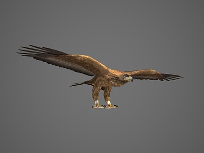 Modern Eagle Animal Eagle 3d model