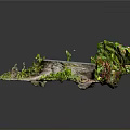 Lush Green Plants Surrounding Tree Stump With Small Blue Water Puddle And Moss