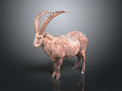 Wild Ibex with Large Curved Horns and Rough Fur Standing on Dark Background 3d model