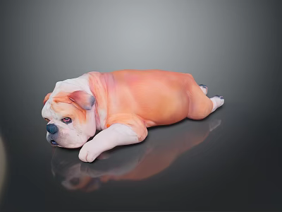 Realistic Orange And White Bulldog Lying On Black Smooth Surface With Reflection 3d model