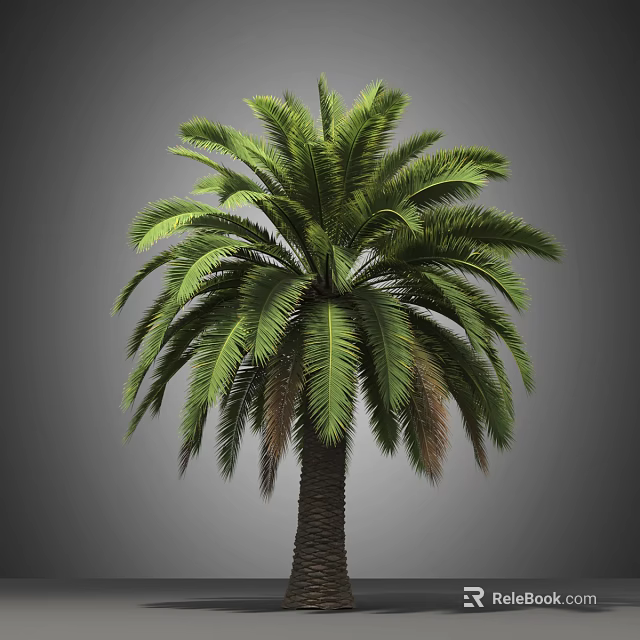 Tall Evergreen Tropical Arbor with Lush Green Fronds and Sturdy Brown Trunk 3d model 