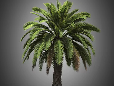 Tall Evergreen Tropical Arbor with Lush Green Fronds and Sturdy Brown Trunk 3d model