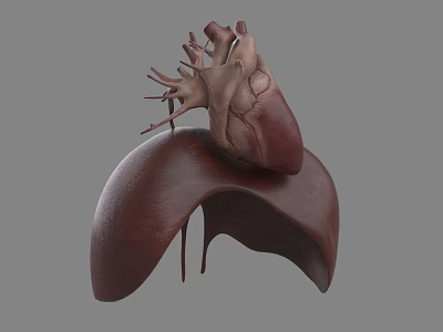 Detailed Human Thoracic Organs 3D Model With Heart And Lungs Structure 3d model