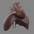Detailed Human Thoracic Organs 3D Model With Heart And Lungs Structure