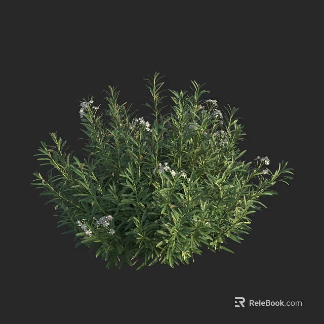 Green Shrub with Small White Flowers and Lush Foliage in Garden 3d model 
