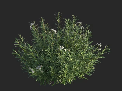 Green Shrub with Small White Flowers and Lush Foliage in Garden 3d model