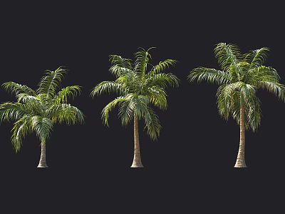 Three Tropical Palm Trees With Green Fronds And Brown Trunks Isolated On Black Background 3d model