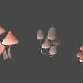 Healthy Vegetable Mushrooms with Different Colors and Various Natural Shapes