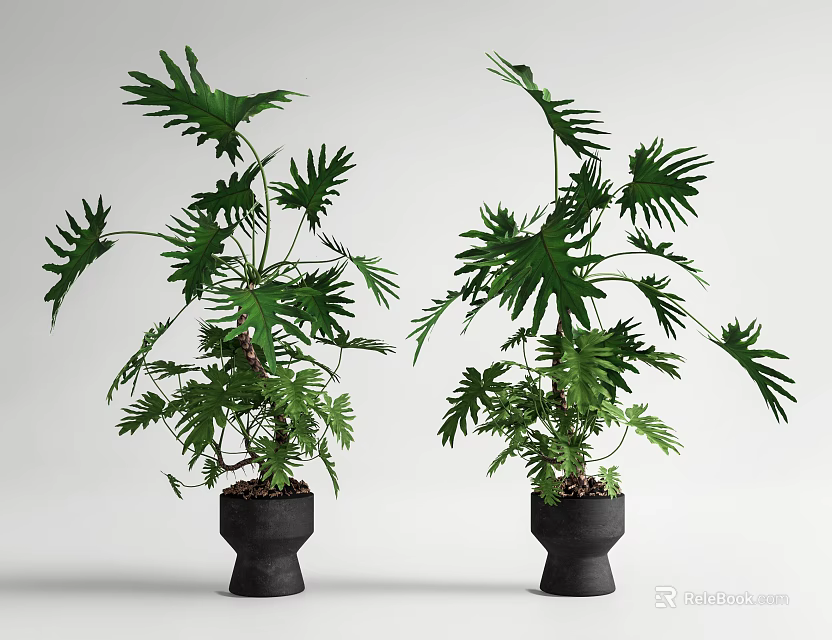 Green Potted Bonsai Plants With Large Leaves In Black Pots On White Background 3d model 