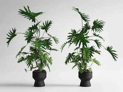 Green Potted Bonsai Plants With Large Leaves In Black Pots On White Background 3d model