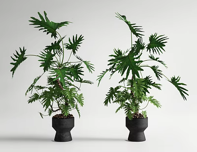 Green Potted Bonsai Plants With Large Leaves In Black Pots On White Background 3d model