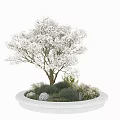 Circular White Flower Planter with Tree Blooming White Flowers Surrounded by Green Plants and Stones