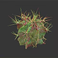Green Clustered Cactus With Orange Spines And White Spots On Dark Background