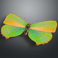 Vibrant Green And Orange Butterfly With Colorful Wings On Dark Background