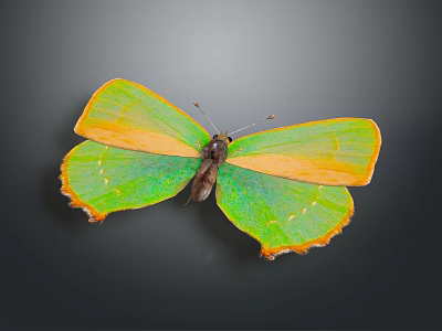 Vibrant Green And Orange Butterfly With Colorful Wings On Dark Background 3d model