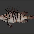 Black And White Striped Aquatic Fish With Spiky Dorsal Fin And Red Tail Fin