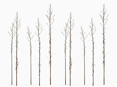 Row Of Decorative Flowering Plants With Slender Stems Tiny Branches And Green Shoots 3d model