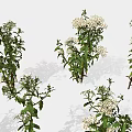 Green Plants With White Flowers In Various Sizes And Different Poses On White Background