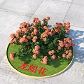 Ixora Flowers In Circular Flower Bed With Green Grass And Orange Blooms On Stone Pavement