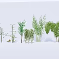 Diverse Bamboo Varieties With Tall Stems And Lush Green Leaves For Decorative Landscaping