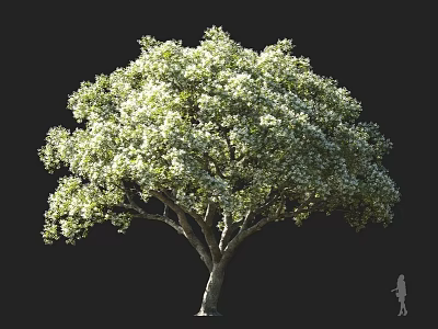 Tall Arbor With Lush Green Foliage Against Dark Background And Human Silhouette 3d model