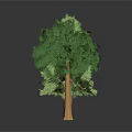 Various Tree Models For Landscape Scene With Green Foliage And Brown Trunks