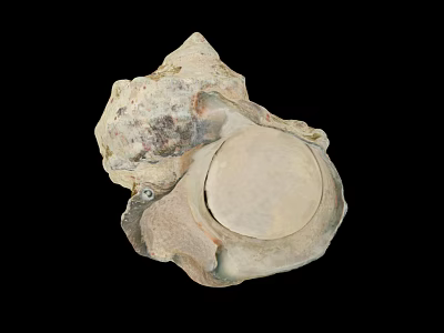 Natural Shell Decorative Ornament Set With Round Flat Surface And Organic Natural Texture 3d model