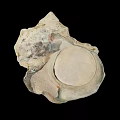 Natural Shell Decorative Ornament Set With Round Flat Surface And Organic Natural Texture