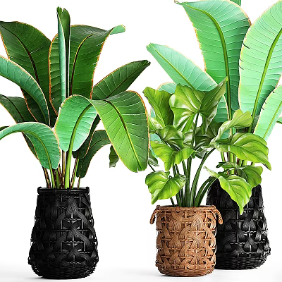 Indoor Potted Plants With Large Green Leaves And Woven Black Brown Decorative Pots 3d model