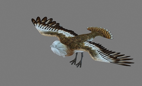 Bustard Big Bird Pheasant Bird 3d model