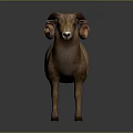 Majestic Brown Ram With Large Curved Horns Standing On Gray Background