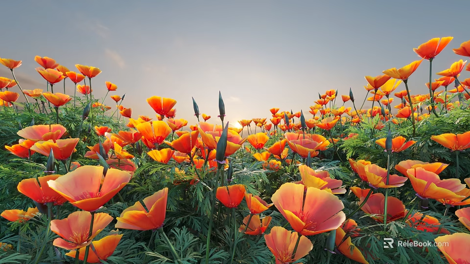 Blooming Orange Poppies Field With Dense Flowers Green Leaves And Sunset Sky 3d model 