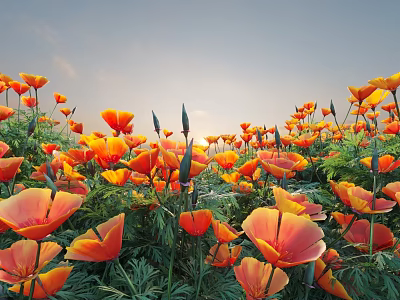 Blooming Orange Poppies Field With Dense Flowers Green Leaves And Sunset Sky 3d model