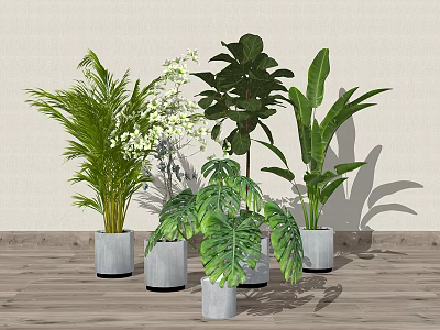 Various Indoor Potted Plants With Green Leaves White Flowers And Gray Pots On Wooden Floor 3d model