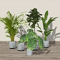 Various Indoor Potted Plants With Green Leaves White Flowers And Gray Pots On Wooden Floor