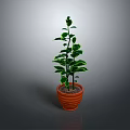 Lush Green Potted Plant With Glossy Leaves In Brown Striped Pot