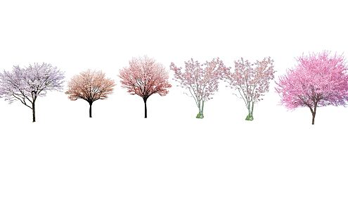 Modern Tree Sakura 3d model