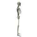 Game And Movie Character Skeleton Model Standing With Open Arms 3D Design